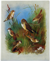 British Birds by Archibald Thorburn (1918)